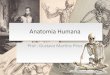 Anatomia Humana - Sinpro Londrina...Anatomia Humana Prof.: Gustavo Martins Pires Estudo Anatômico •É a ciência que estuda, macro e microscopicamente, a constituição e o desenvolvimento