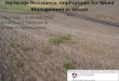 Weed Management in Palouse Crops · 2020. 3. 11. · Progression of Weed Resistance Treatment % Resistant Weeds in Population Weed Control 0 Application .0001 Excellent 1st Application