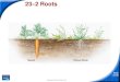 23 2 Roots€¦ · 23–2 Roots Slide 5 of 36 Copyright Pearson Prentice Hall Root Structure and Growth A mature root has an outside layer, the epidermis, and a central cylinder of