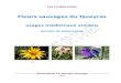 Fleurs sauvages du Queyraspenseesauvagequeyras.free.fr/pdf/medicinales_site.pdf · ou aux-cochers, sourcils-de-Vénus, herbe-de-Saint -Jean Partie de la plante utilisée : toute la
