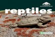 of Alberta...Fact File Common name Prairie Rattlesnake Scientific name Crotalus viridis Family Viperidae Length Up to about 140 cm Reproduction Live-bearing General Status May be at