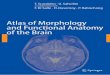 Atlas of Morphology, Functional Anatomy of the Brain - T. Scarabino, U. Salvolini (Springer, 2006) WW
