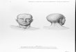 Atlas of Topog., Appl. Human Anat. [Vol. 1  Head and Neck] - E. Pernkopf (Lippinkott) WW