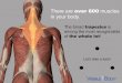 There are over 600 muscles in your body