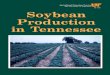 Soybean Production in Tennessee - UT Extension
