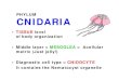 PHYLUM CNIDARIA - FSU Biology - Main Page