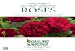 Proudly presenting our 2021 Quality Hand-Potted ROSES… · 2021. 2. 15. · centered blooms of blended rose-pink. 1970 AARS winner… $24.99 FRANCIS MEILLAND® †, Hybrid Tea. Named