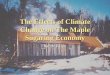 The Effects of Climate Change on The Maple Sugaring Economy