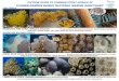 Picture Guide to Common Stony Corals of Flower Garden Banks