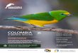 COLOMBIA · Arrive in Barranquilla DAY 1 Depending on your arrival time to Barranquilla, an afternoon of birding in search for the endemic Chest-nut-winged Chachalaca is possible