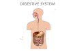 DIGESTIVE SYSTEM...The digestive system consists of a group of organs that break down the food we eat into smaller molecules that can be used by body cells. Two groups of organs compose