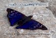 2021 £ Sterling Butterfly Pupae...Morpho peleides 50+ £2.60 Morpho polyphemus £3.45 Ithomidae Greta oto £2.35 Mechanitis polymnia £1.95 Methona confusa £2.80 Thyridia psidii