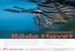 LIVEABOARD Röda Havet - Scuba Travel RSE... · 2019. 2. 8. · • Motor: 2x Doosan V222, 1000PS vardera 12 cylinders med 22 liters slagvolym • Byggmaterial: Stålskrov • Kompressor:
