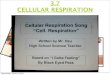 3.7 CELLULAR RESPIRATION - Weebly · 2018. 10. 14. · CELLULAR RESPIRATION How are these two images related? Wednesday, April 10, 2013. CELLULAR RESPIRATION Cellular respiration