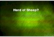 Herd of Sheep? - The University of Auckland · 2011. 9. 29. · Herding Sheep is ‘Serious’ • Simulates herding behaviour. – Herding is somewhat relevant to crowd, traffic