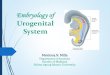 Embryology of urogenital system - FK UNISSULA
