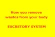 How you remove wastes from your body EXCRETORY SYSTEM