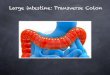 Large intestine: Transverse Colon