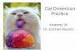 Cat Dissection Guide - Mt. San Antonio College