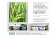 TRAINING COURSE ON HYBRID RICE TECHNOLOG Y IN …