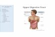 Lab 14 Digestive Tract Upper Digestive Tract Introduction