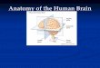Anatomy of the Human Brain - Weebly
