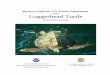 of the Loggerhead Turtle