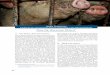 Arme Schweine Tierschutz, staatliches Gewaltmonopol und