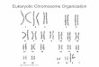 Eukaryotic Chromosome Organization