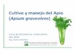 Cultivo y manejo del Apio (Apium graveolens)