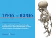 TYPES of BONES - Visible Body