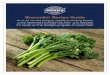 Broccolini Recipe Guide - Mann's Fresh Vegetables