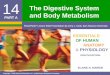 14 The Digestive System PART A and Body Metabolism