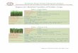 Improved / Hybried Varieties of Fodder Crops