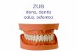 dens, dentis odus, odontos - cuni.cz