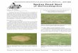 Spring Dead Spot of Bermudagrass - extension.okstate.edu