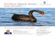 Another Black-Swan has landed - Cargo Connections
