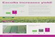 Escolta increases yield! - Bayer Crop Science New Zealand