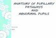 ANATOMY OF PUPILLARY PATHWAYS AND ABNORMAL PUPILS