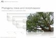 Phylogeny, trees and morphospace - GEOL G562
