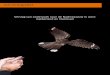 Verslag van het 2e jaar onderzoek naar de Nachtzwaluw in 