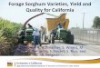 Forage Sorghum Varieties, Yield and Quality for California