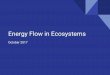Energy Flow in Ecosystems - psd202.org