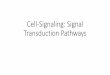 Cell-Signaling: Signal Transduction Pathways