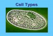 Cell Types - EDHSGreenSea.Net