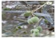Olive Oil Award - Willkommen an der ZHAW
