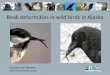 Beak deformities in wild birds in Alaska