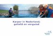 Karper in Nederland; geliefd en verguisd