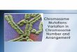 Mutations: Variation in Chromosome Number and