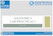 Anatomy I Lab Practical I - Daytona State College